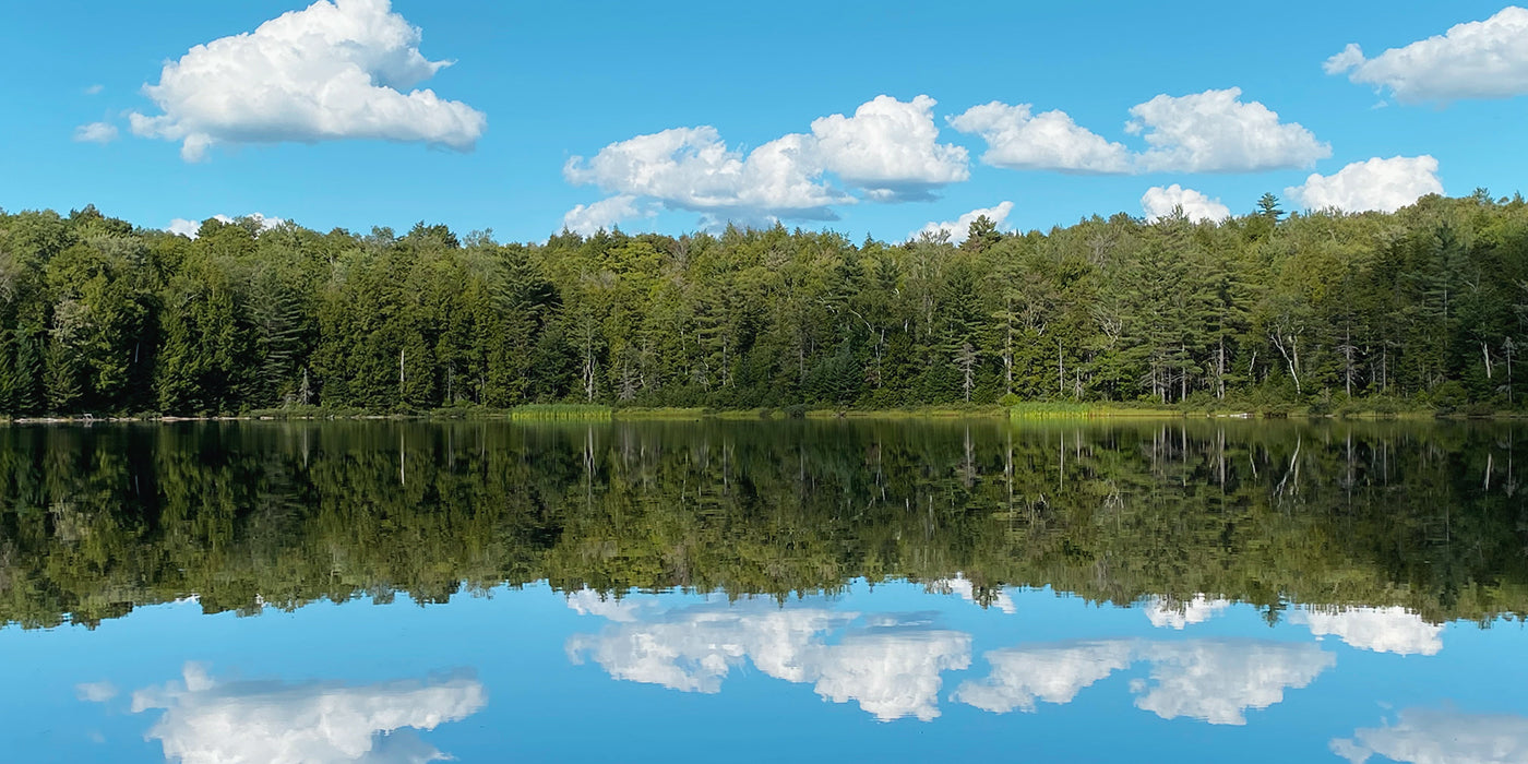 lake and tree view with blue sky reflecting off the water