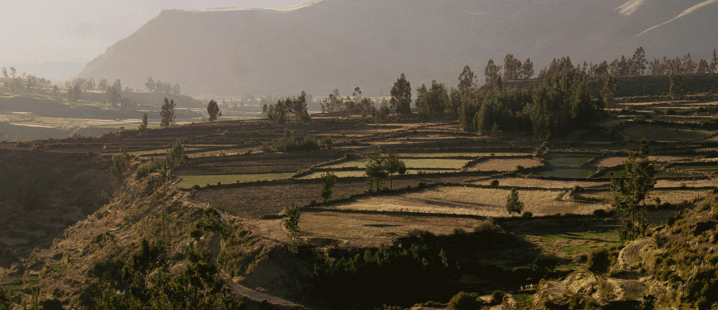 landscape where Camerons coffee is grown