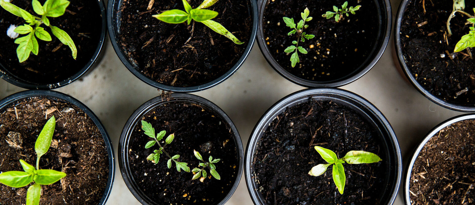 grid of black pots with green plant sprouts
