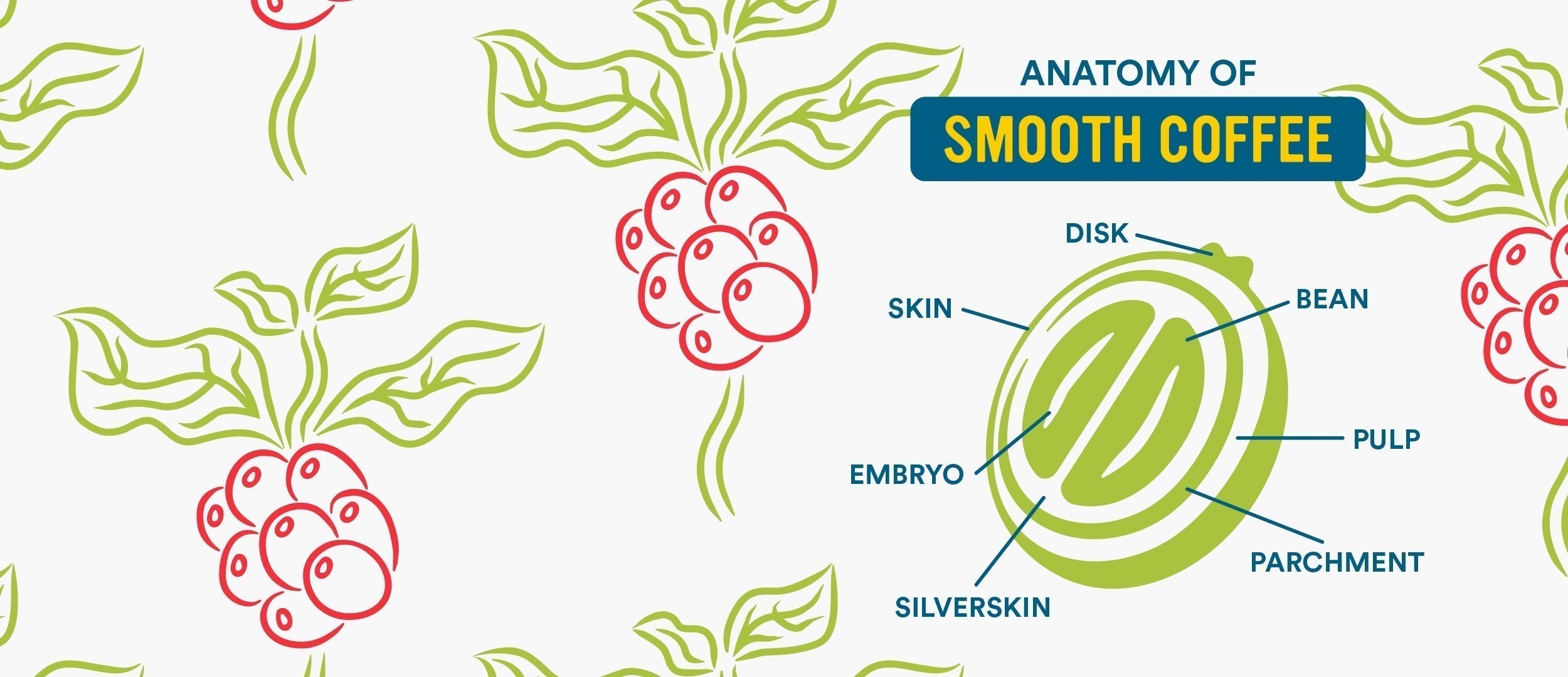 line drawing of coffee plants with Anatomy of Smooth Coffee