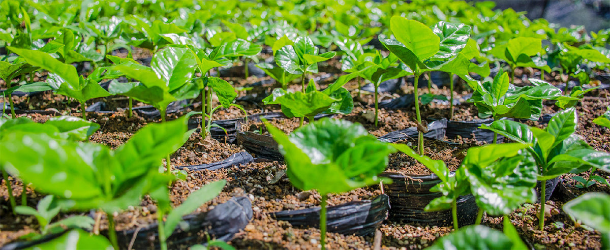 close up of small coffee plants