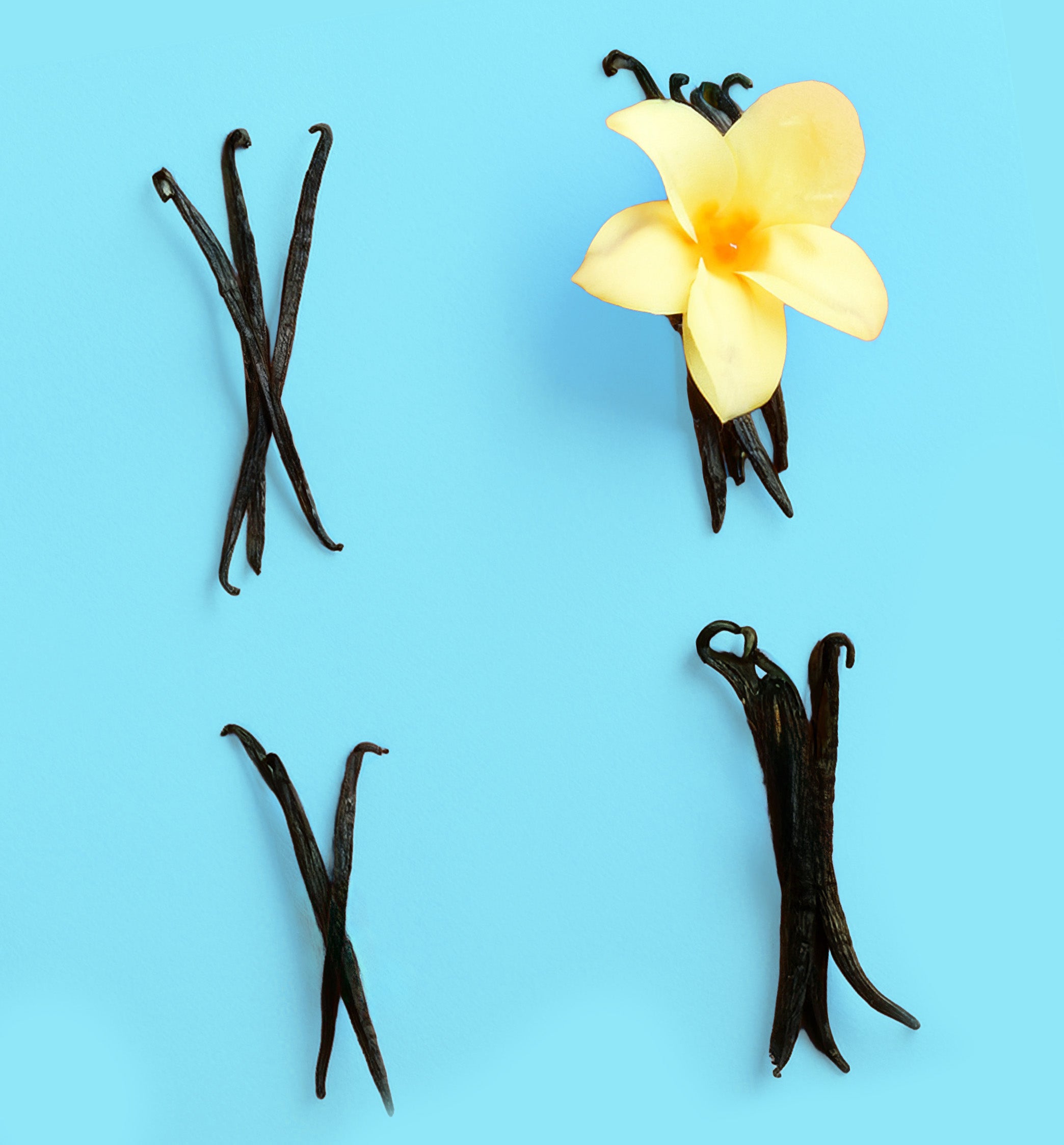 vanilla beans on a blue background