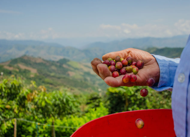 Green coffee beans with hand