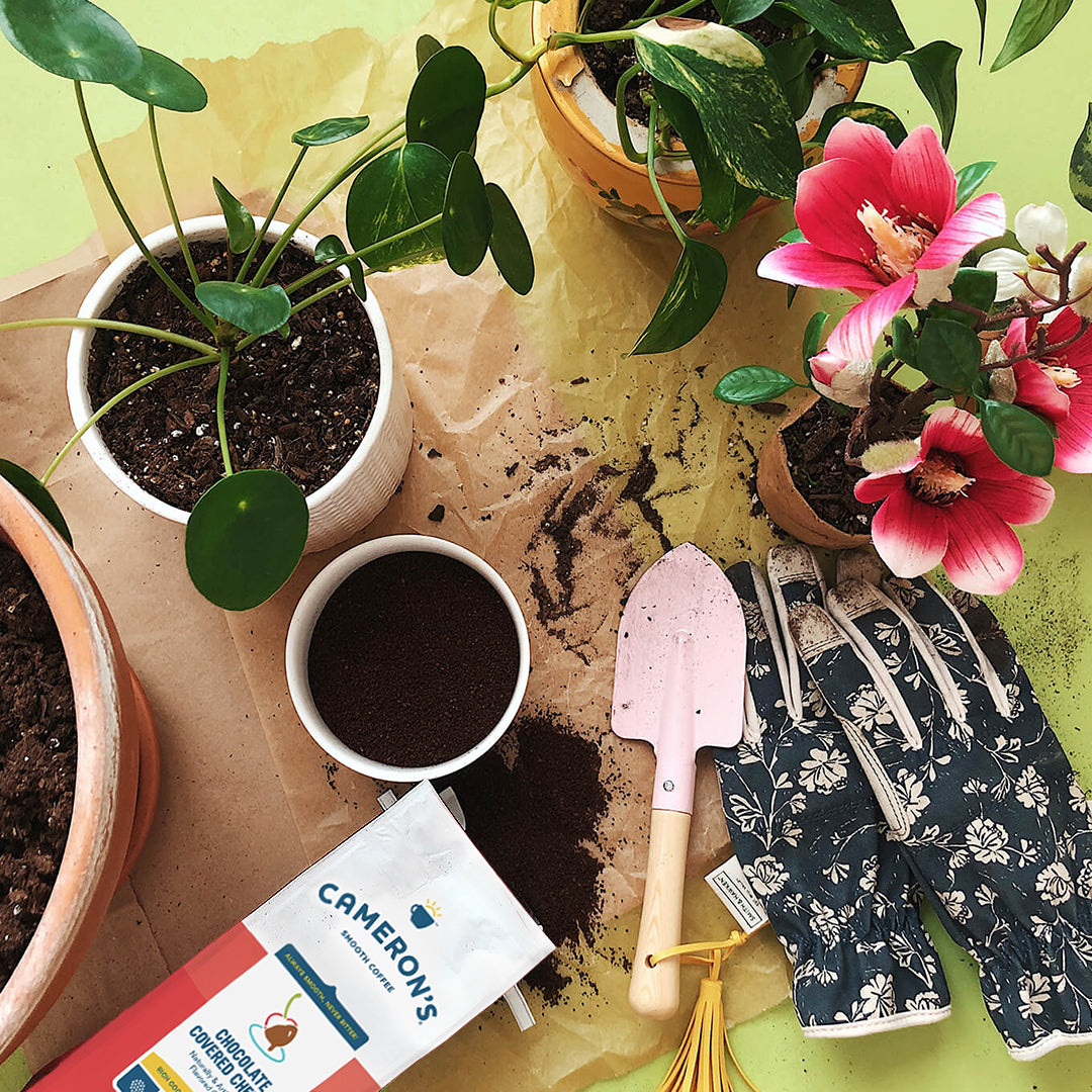 potted plants with camerons chocolate covered cherry blend