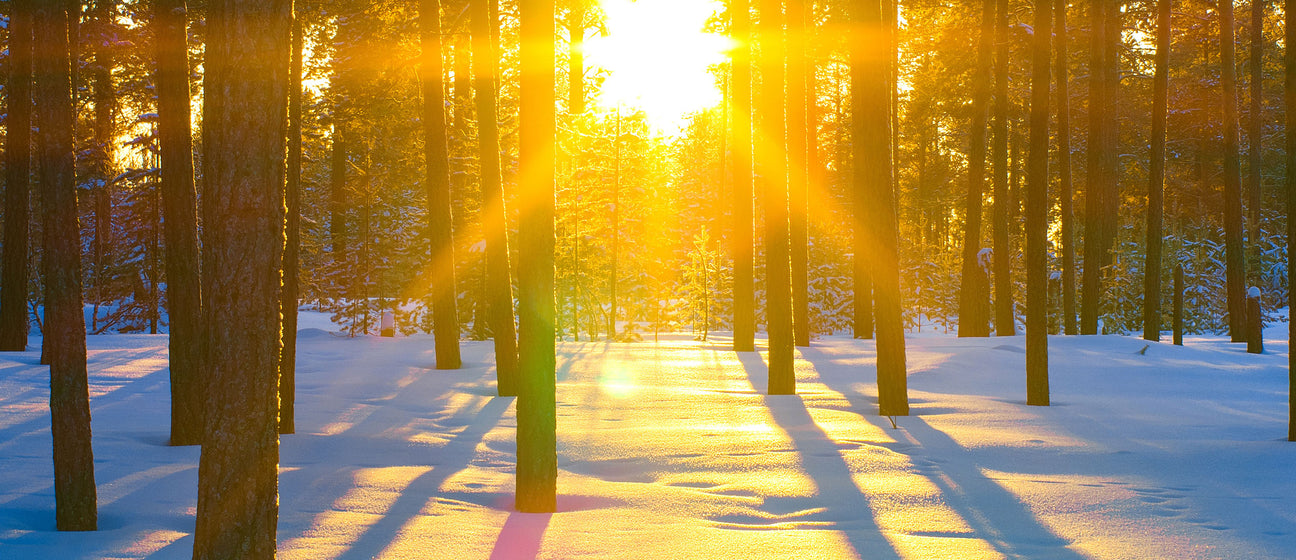 sunrise in the woods with snow on the ground