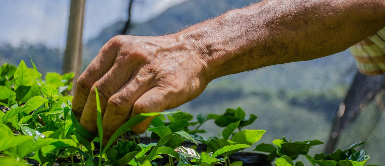 coffee farming