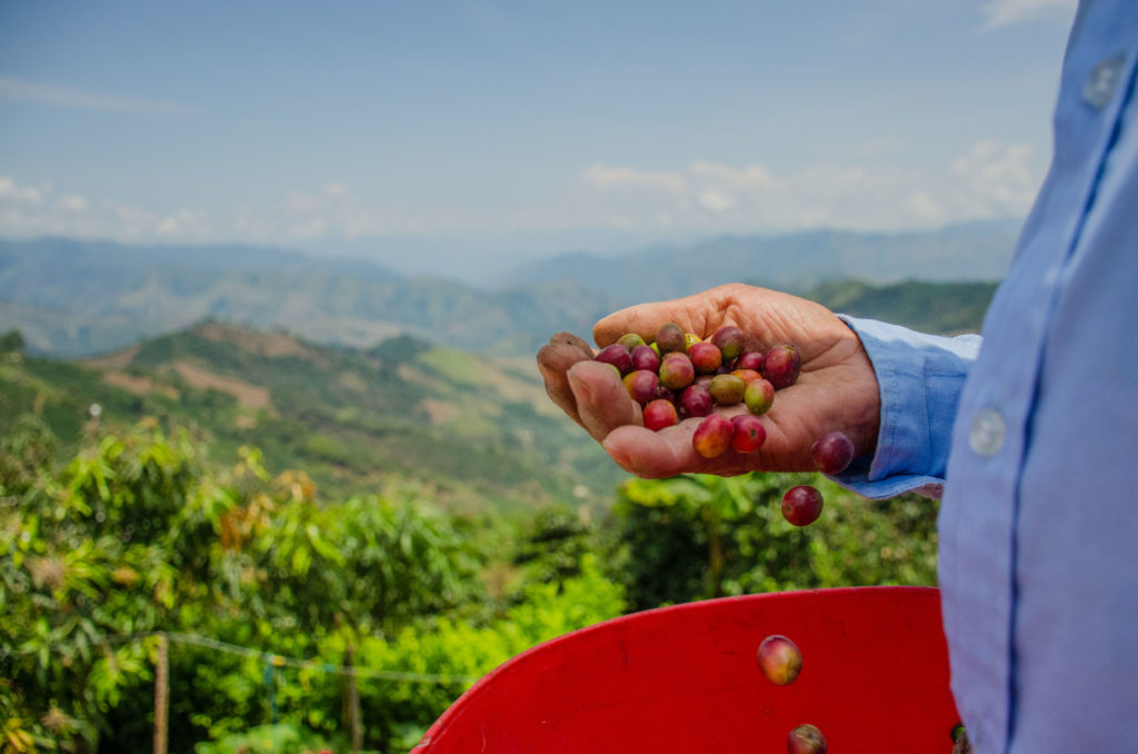 Cameron's Coffee Commitment to Coffee Farmers