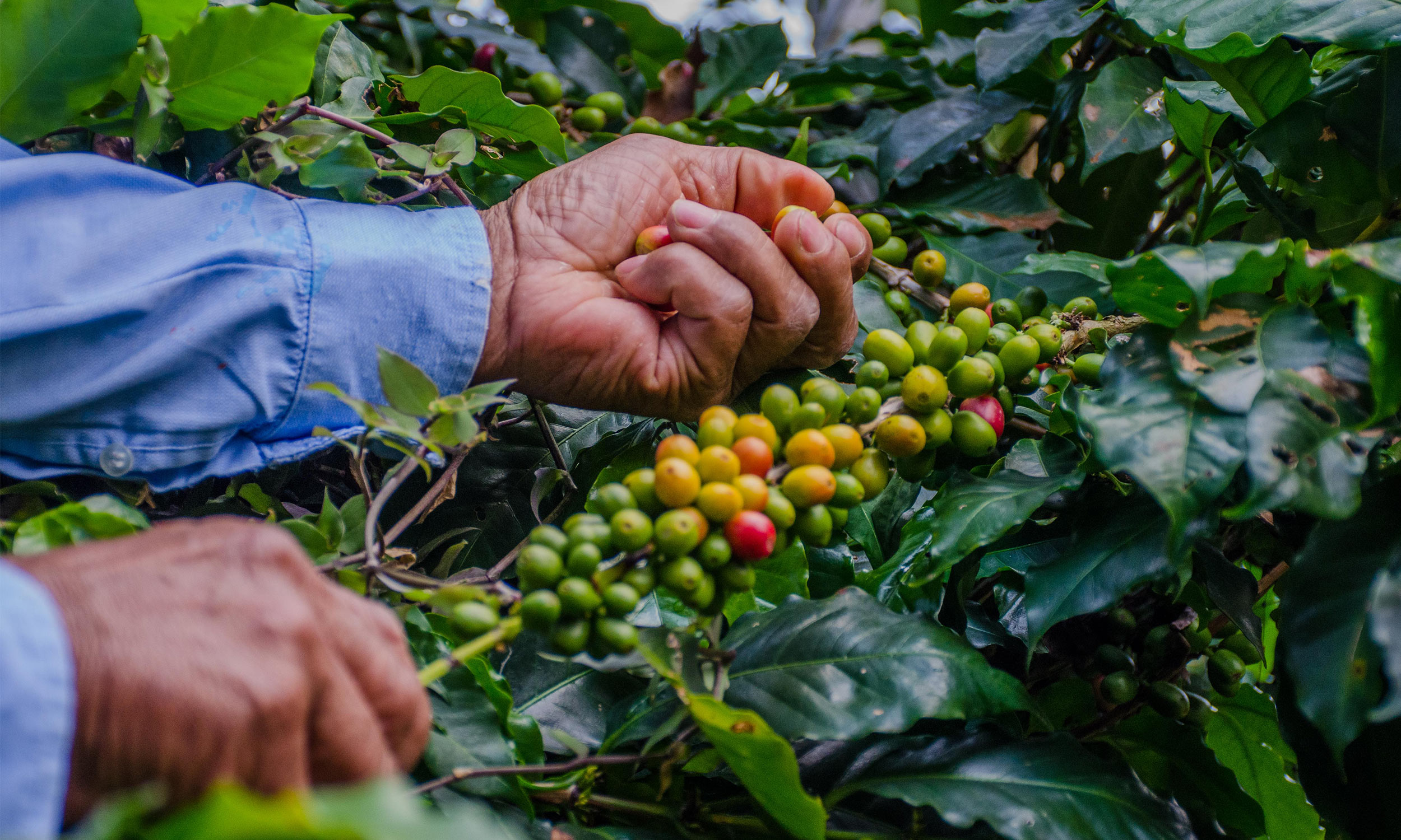Cameron's Coffee commitment to our coffee farmers