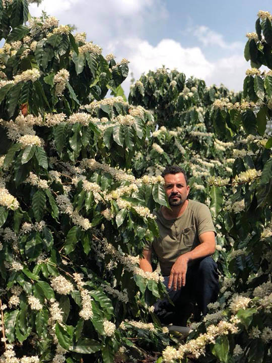 Coffee farmer among Arabica coffee plants