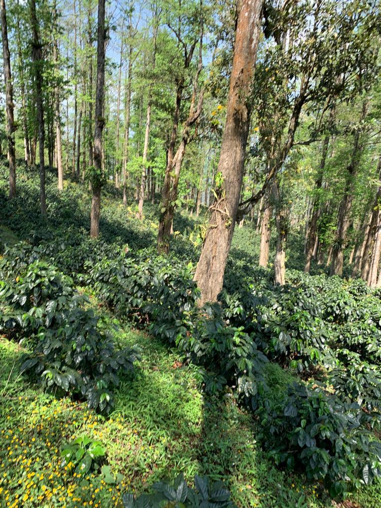 Shade Grown coffee farm on a hillside in Honduras
