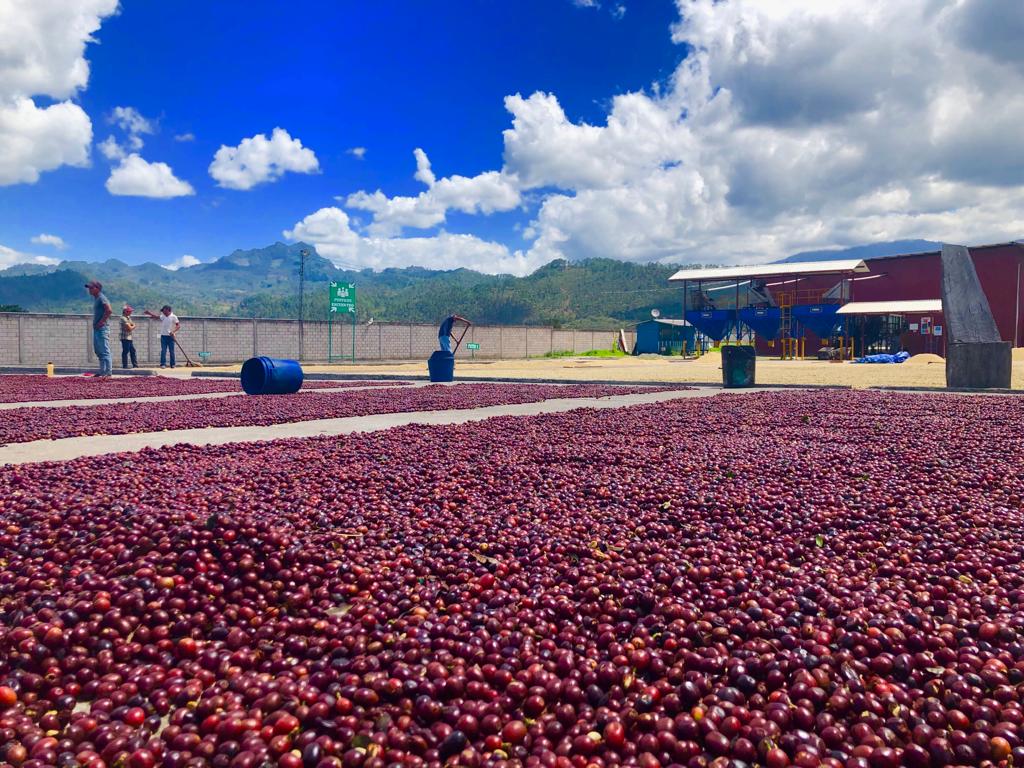 Coffee farmers and coffee beans being sun dried in Honduras