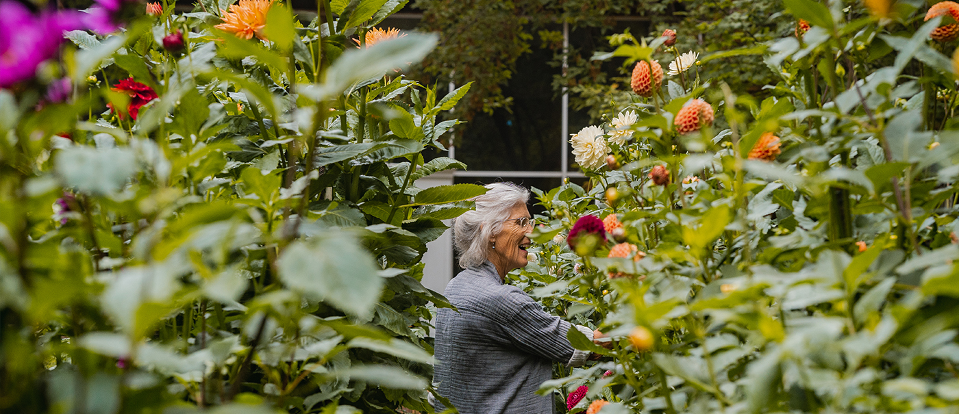 large dahlia garden at Two Pony Gardens