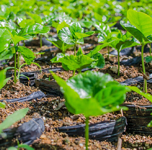 close up of small coffee plants